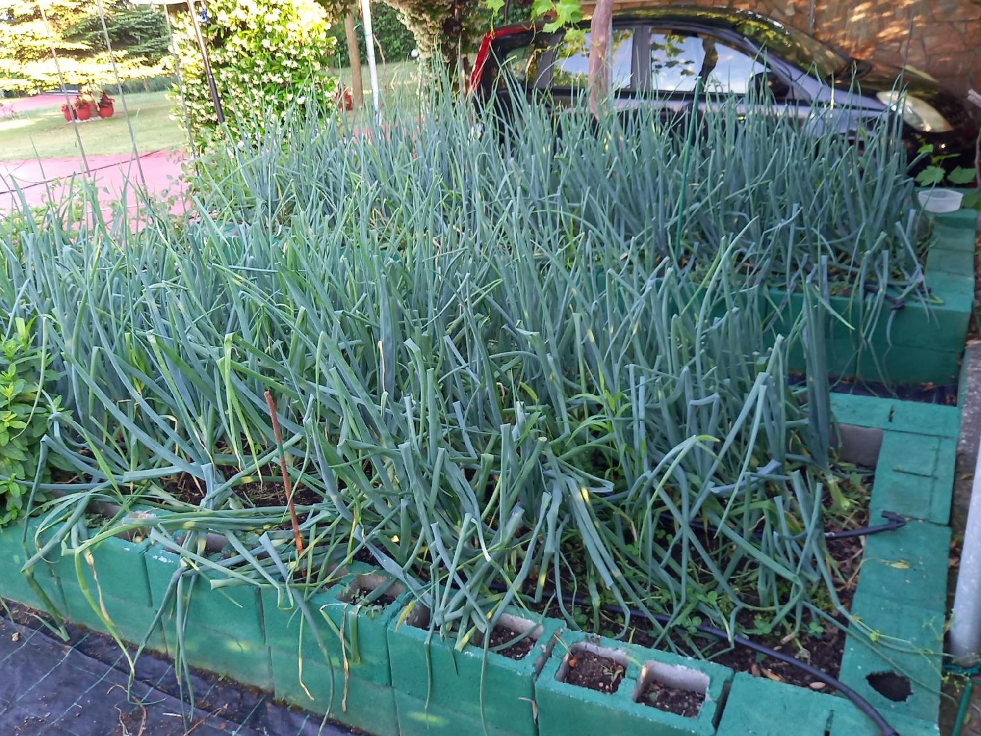 הוילה לפטוקריה Tammy'S Garden House מראה חיצוני תמונה