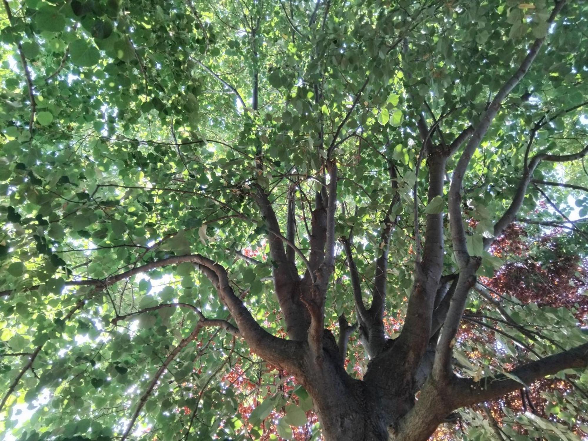 הוילה לפטוקריה Tammy'S Garden House מראה חיצוני תמונה